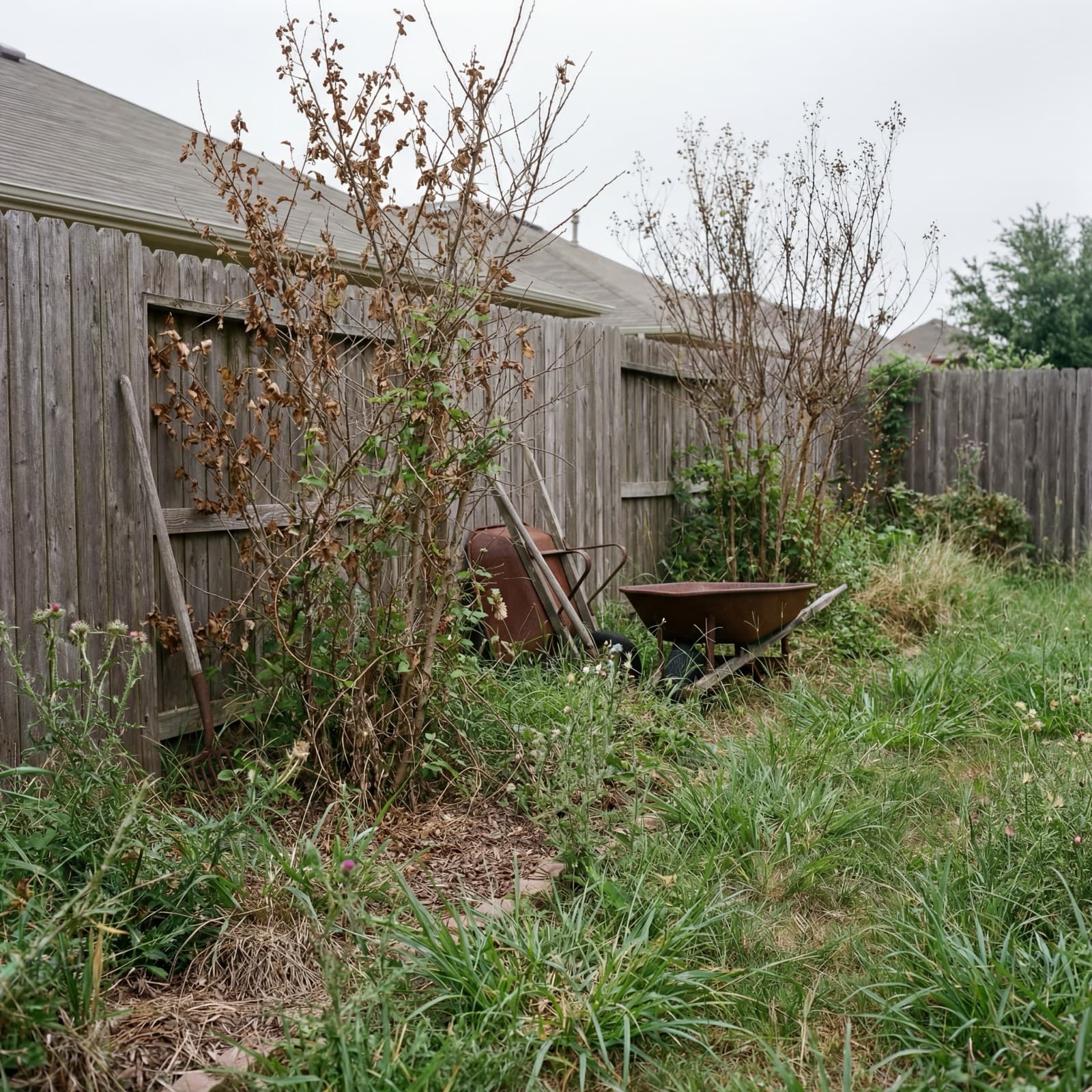 Clean, manicured yard after professional cleanup