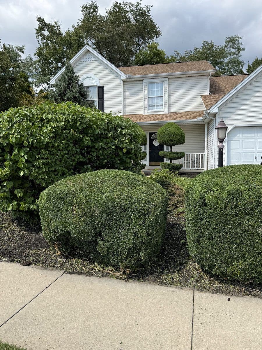 Rounded boxwoods trimmed in front of a two-story house