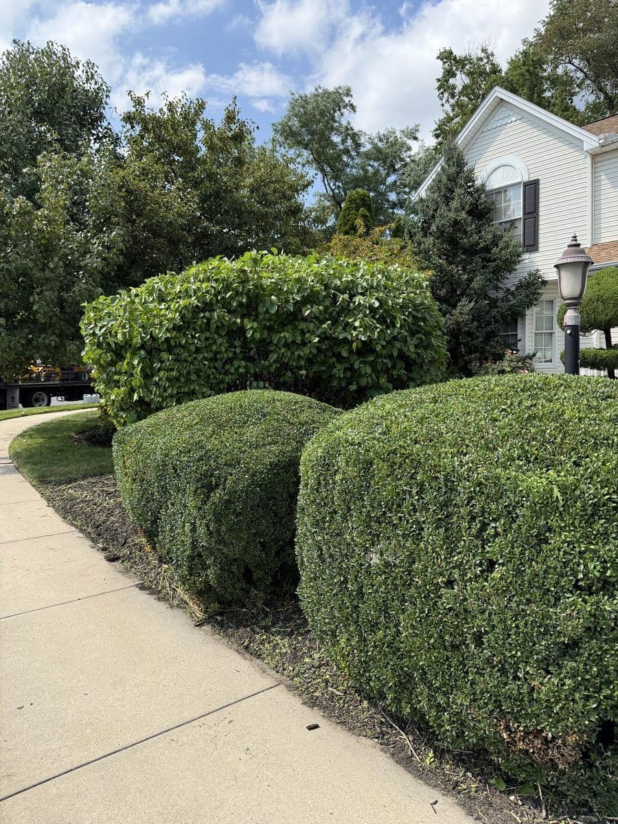 Freshly trimmed boxwoods along a front walk