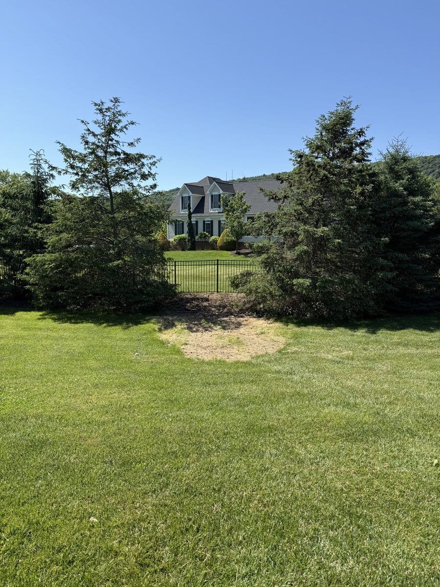 Same backyard with the brush pile gone and the lawn open