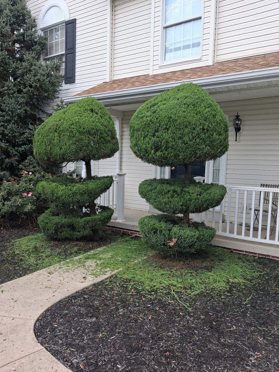 Same topiaries trimmed back into clean spiral shapes